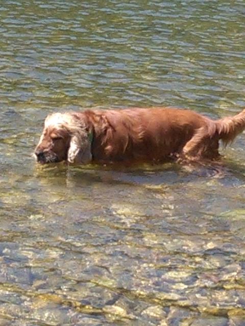 Bobby sucht die Fische | Foto: Rudolf Hüttmayr