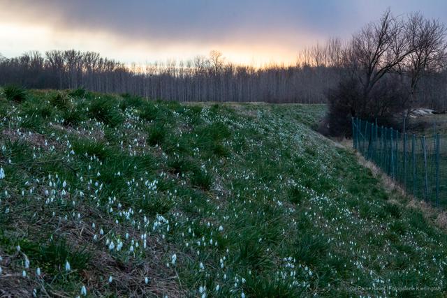 WÖRDERN: Die Schneeglöckerl sind entlang des Hagenbachdamms unübersehbarer Frühlingbote in Wördern