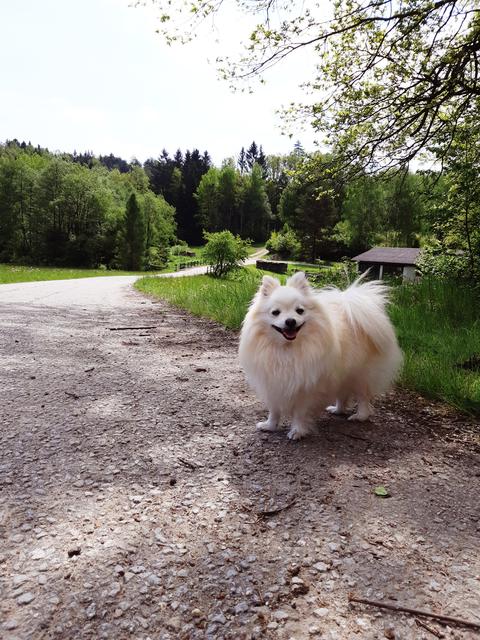 Hundemädchen Amilia in ihrem Element - am liebsten draußen unterwegs | Foto: Melissa Bauer