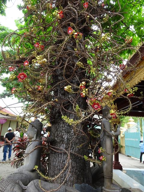 Aufnahme 11.2.2020 Kanonenkugelbaum 