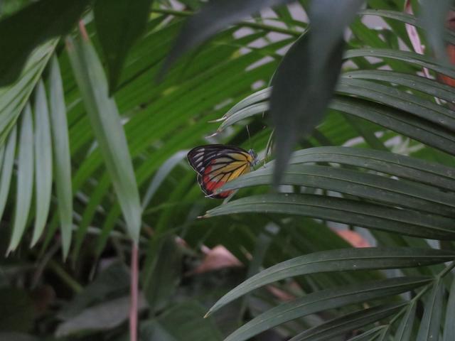 Aufnahme 11.02.2020 dieser Schmetterling tröstete uns mit seiner Schönheit