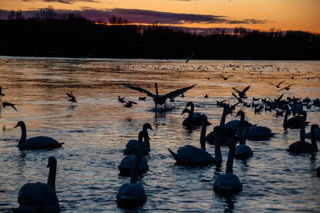 Landender Schwan in der Schwanenbucht in Klosterneuburg | Foto: Peter Havel