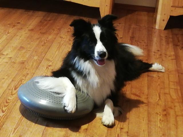 Hundedame Sally | Foto: Hermi Fröschl