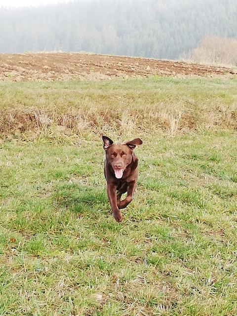 Lauf, Felix! | Foto: Martina Hausleitner