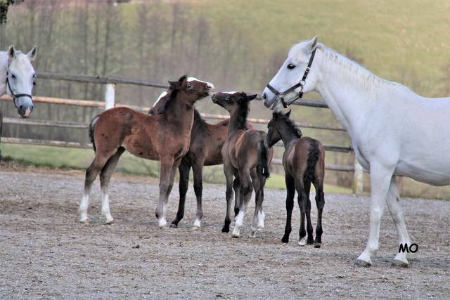Lipizzanergestüt Piber, Köflach