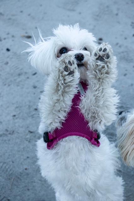 "Mach Männchen" | Foto: Ulli Moritzer