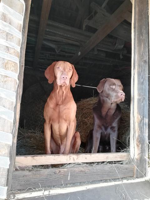 Paul &amp; Felix bei jeder Arbeit live dabei | Foto: Martina Hausleitner