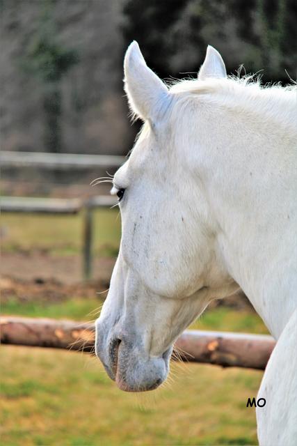 Lipizzaner, Piber
