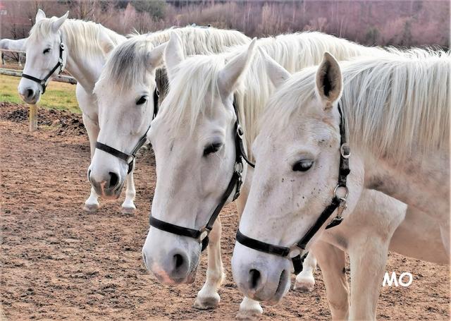 Lipizzaner Piber Köflach