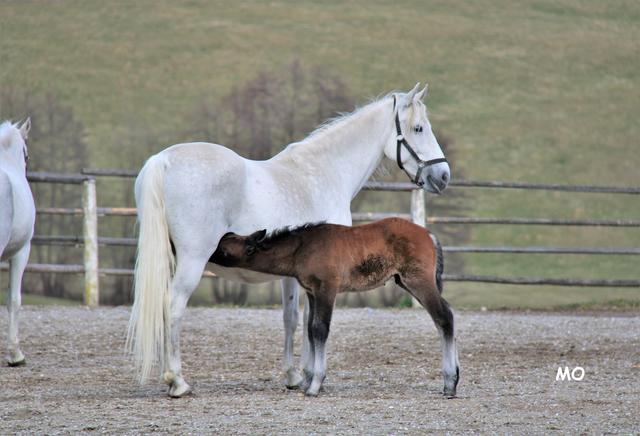 Lipizzaner, Piber, Köflach