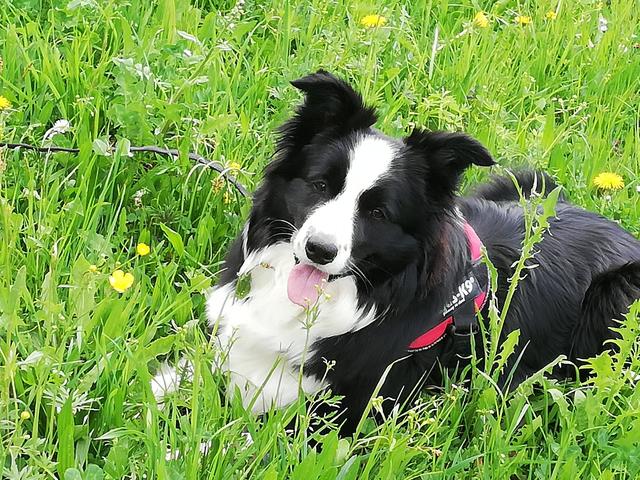 Border Collie Dame Sally  | Foto: Hermi Fröschl