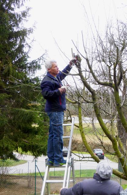 Robert Kahri beim Baumschneiden | Foto: Gemeinde Kirschstetten