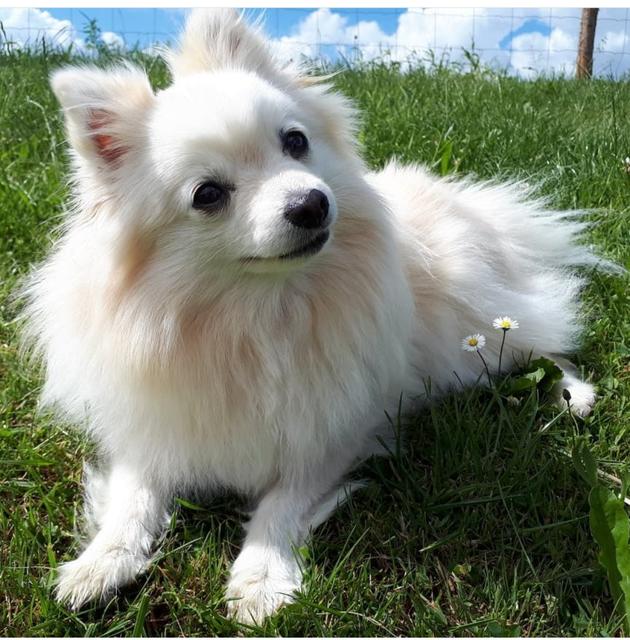 Doch neben der Zeit im Freien, liebt er seine Hundekeksi | Foto: Denisa Bauer