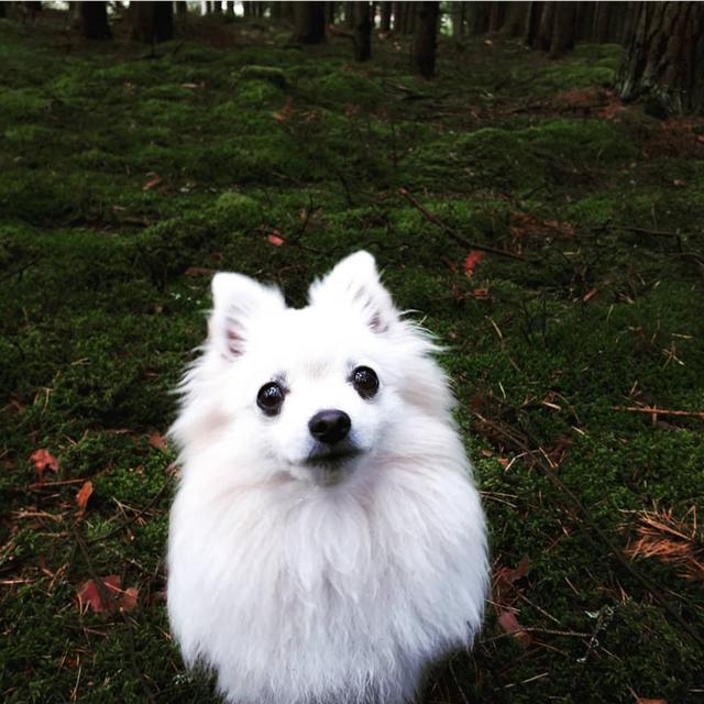 Am liebsten verbringt diese Hundedame seine Zeit draußen | Foto: Denisa Bauer
