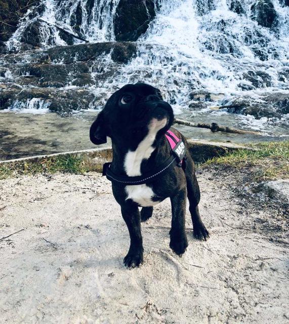 Das ist Emma - die beste Freundin von Baghira | Foto: Nicole Weyrer