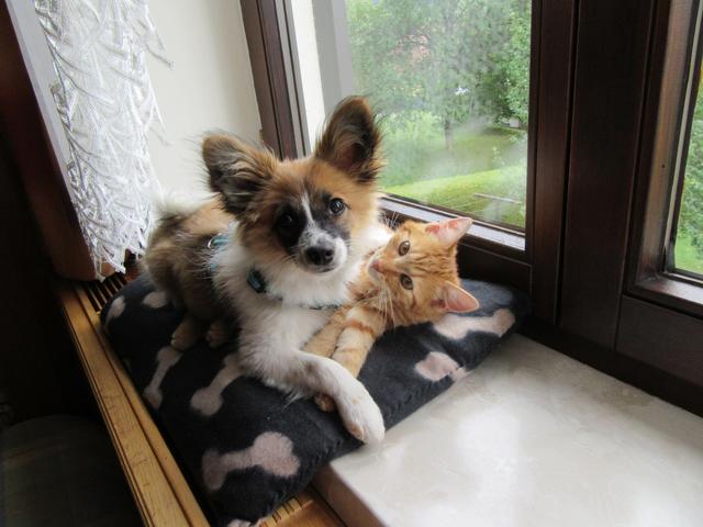 Der kleine Papillon-Spitz ist auch katzenfreundlich | Foto: Michaela Adorjan