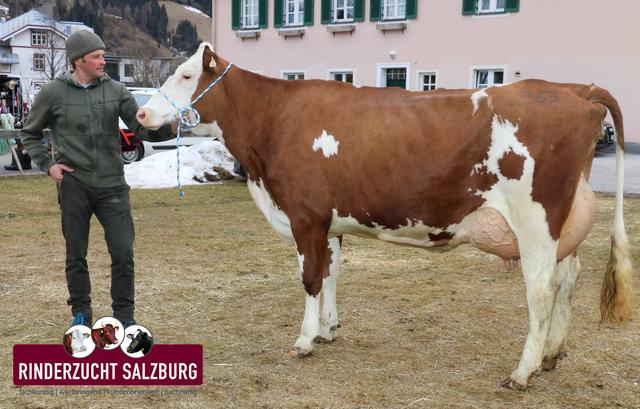 Dieses Holsteintier aus Großarl erreicht ein Tagesgemelk von 50 Kilogramm. | Foto: Rinderzuchtverband Salzburg