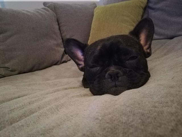 "Hundemüde" | Foto: Nicole Weyrer