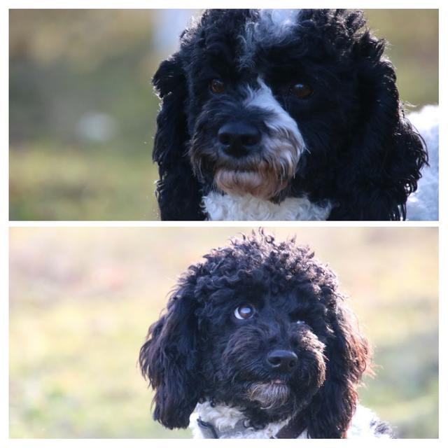 Die zwei Harlekin Pudel sind unzertrennlich | Foto: Petra Kupfner