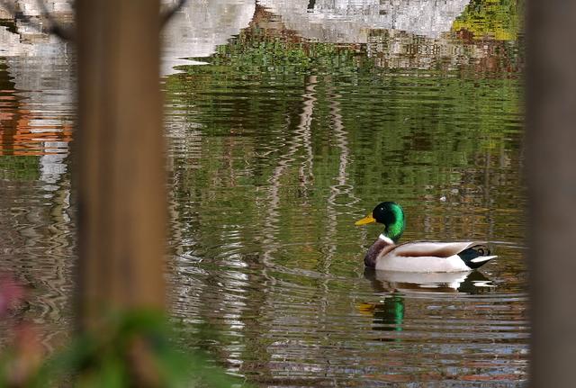 Wo ein Teich ist, sind auch Enten nicht weit..