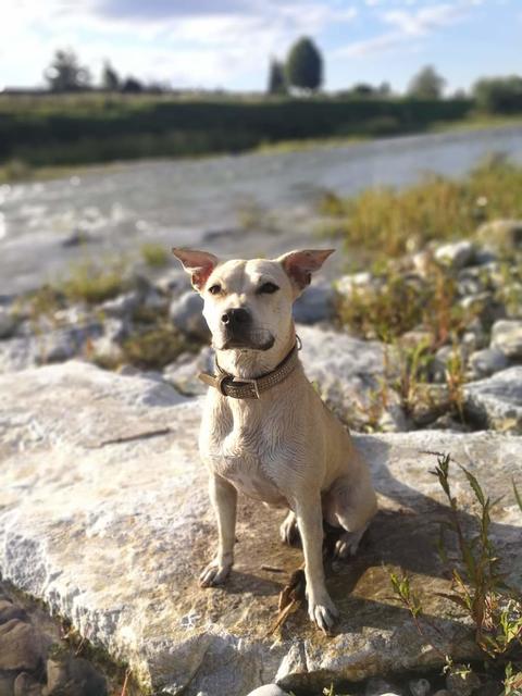 Hundedame Baghira | Foto: Nicole Weyrer