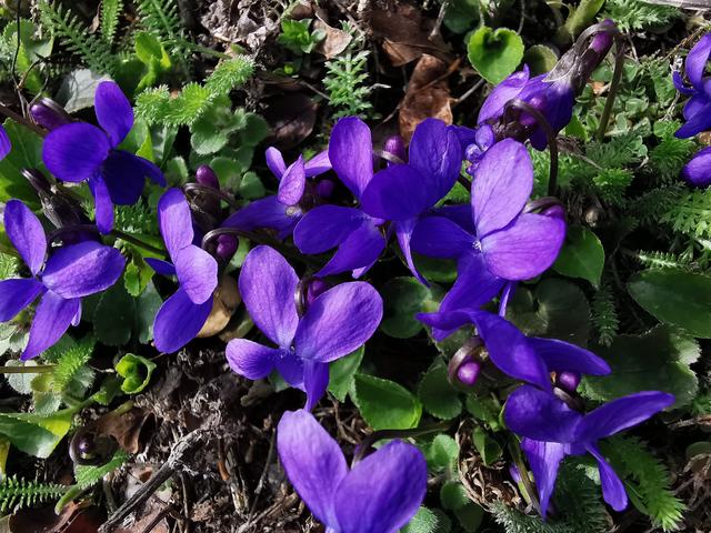 Jeden Frühling freue ich mich auf diesen herrlichen Duft im Garten.