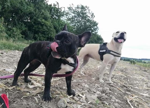 Emma &amp; Baghira sind die zwei besten Freunde | Foto: Nicole Weyrer