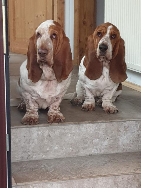 Ungeduldig warten diese Beiden auf ihren Spaziergang | Foto: Christian Prager