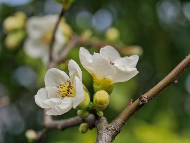 Ein paar Apfelblüten sind schon aufgeblüht