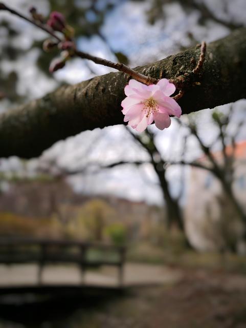 Einige Blüten sind halt früher dran...