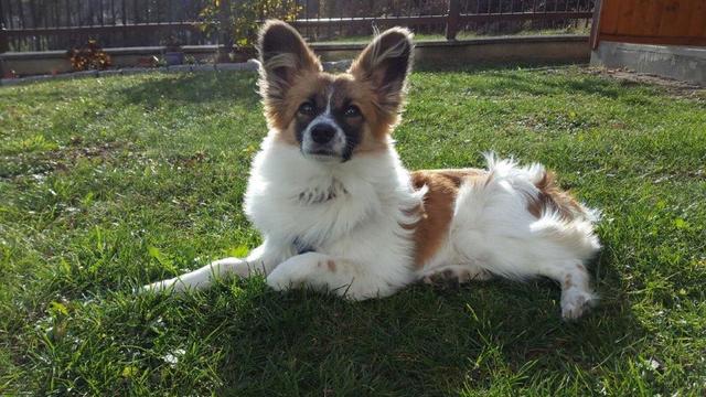 Sir Benji | Foto: Michaela Adorjan