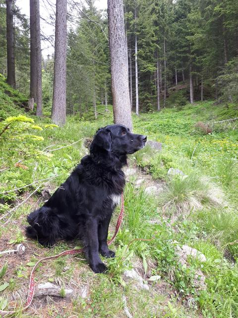Hundebube Max hilft beim Schwammerlsuchen | Foto: Petra Großkopf