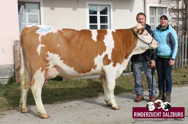 Die Jungkuh vom Grundnerhof Radstadt erreichte einen Tageshöchstpreis von 2.700 Euro.