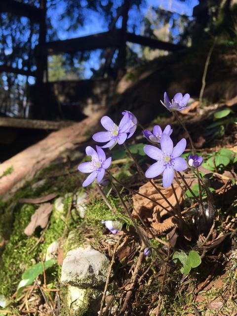 Frühlingsboten am Georgenberg im Tennengau.
