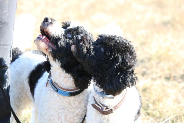 Diese beiden Süßen hören auf die Namen Curly Sue &amp; Finou | Foto: Petra Kupfner