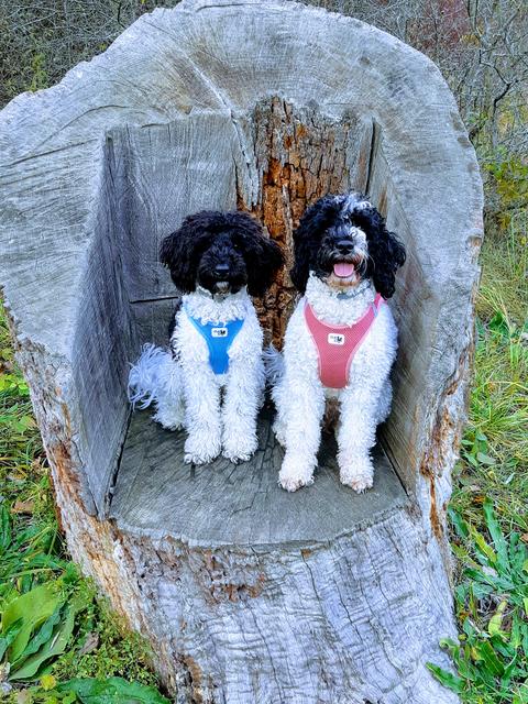 Curly Sue &amp; Finou | Foto: Petra Kupfner
