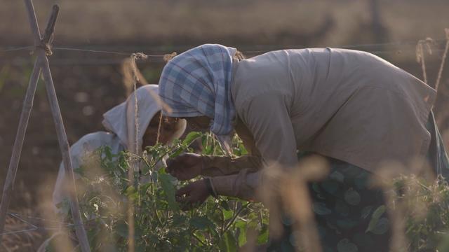 In Innsbruck im Leokino wird der Film "Seeds of Profit" gezeigt.