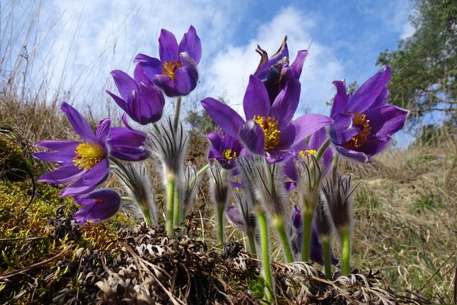 Die Kuhschelle steht derzeit in Hochblüte und ist ein Blickfang für jeden Wanderer.
