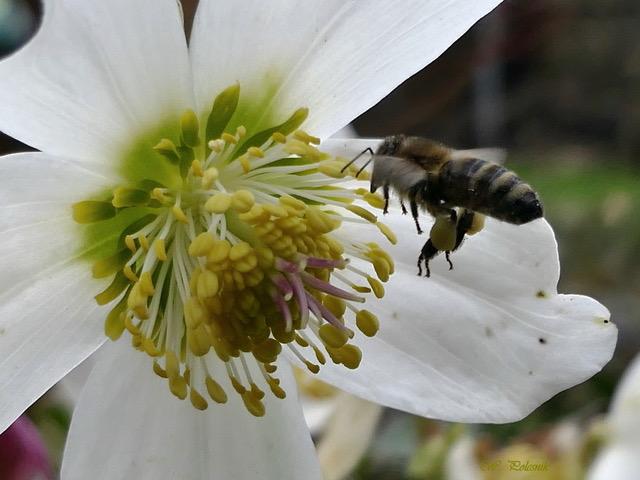 Imkern in der Stadt: Die City Imker setzen für den Erhalt der Honigbiene in Klagenfurt ein und geben wieder ihr Wissen weiter. | Foto: Initiative City Imker Klagenfurt