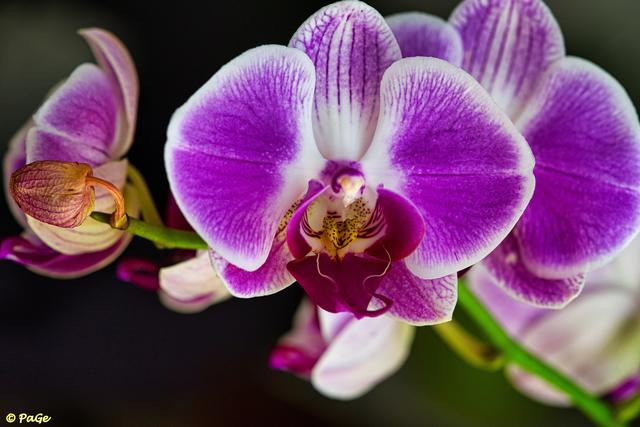 ..... unsere Orchidee