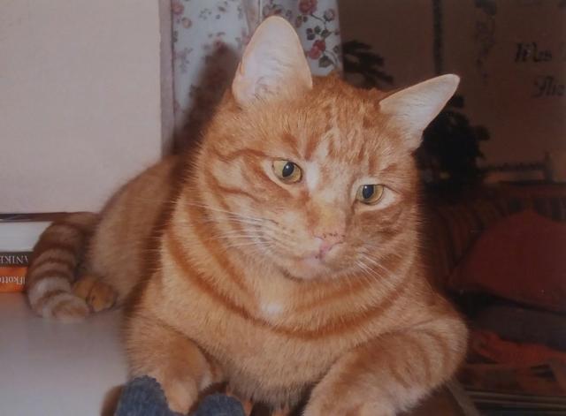 Kater Felix ist seit 3. März abgängig.