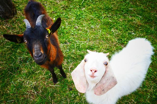 Der Vorjahrssieger für das beste Tierfoto