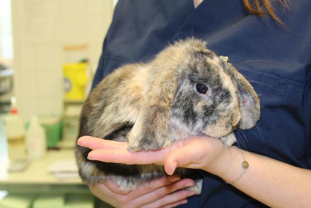 Glücklicherweise konnte der kleine Osterhase gerettet werden.