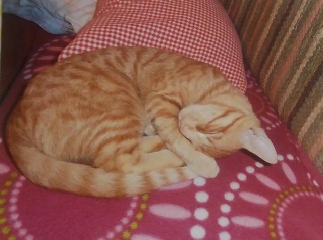 Kater Felix ist seit 3. März abgängig.