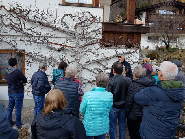 An der Hausmauer von Gastgeber Franz Jäger bekommt der Marillenbaum nach dem Besuch des OGV-Ötztal wieder ausreichend Licht und Nährstoffe.