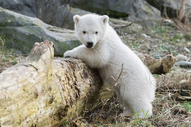 Der Tiergarten Schönbrunn bleibt bis auf weiteres geschlossen.