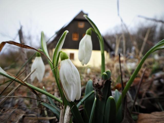 Titelbild: Schneeglöckchen am Schöpfl