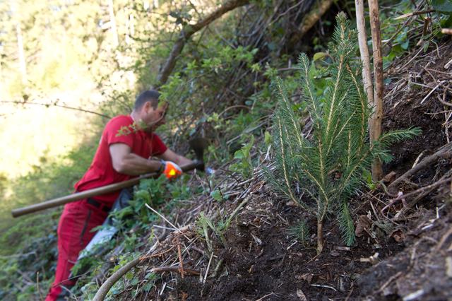 Eine besondere Herausforderung: Jungpflanzen werden im Steilgelände gesetzt.
