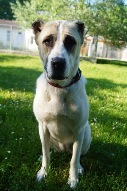 Kali ist ein richtiger Herdenschutzhund.