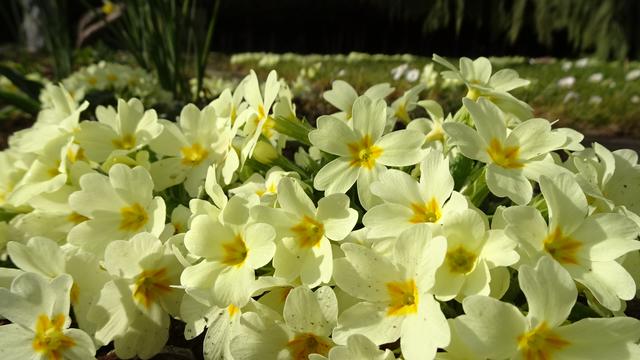 Titelbild: Frühlingsgrüße aus dem Garten mit Primeln, Ringelblumen und Gänseblümchen ...